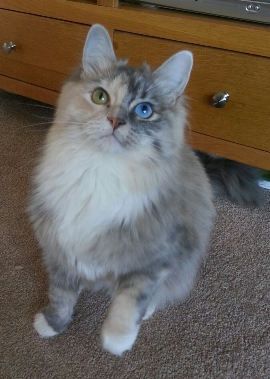 CS2 赛事规则优化提升竞技公平,cs2游戏