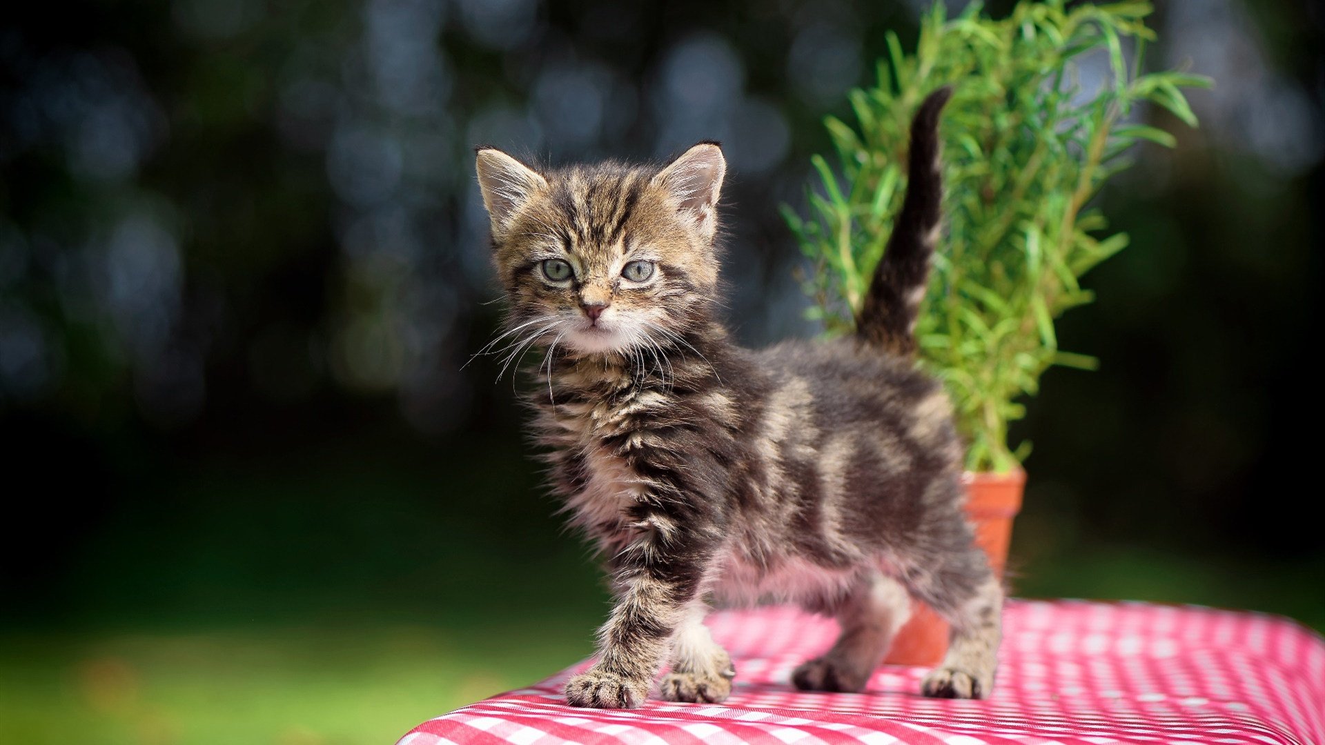 CS2 选手职业素养提升明显,cs职业选手cyx